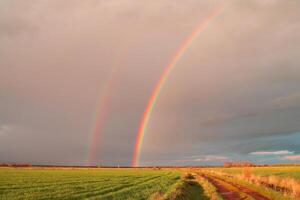 ambiance colorée arc-en-ciel forêt d'épinettes ensoleillées d'été avec de l'herbe et des arbres sur orange photo