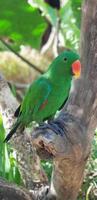 un petit oiseau vert est perché sur un tronc d'arbre photo