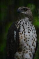 un aigle regardant sa proie dans un arbre avec un arrière-plan flou photo