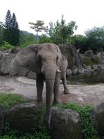 un éléphant avec un beau paysage naturel photo