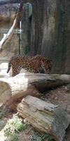 un tigre est confus dans une cage en verre transparent photo