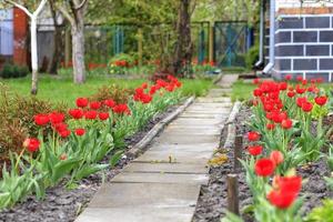 des tulipes rouges fleurissent le long de l'allée en pierre près de la maison rurale.