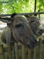 deux ânes gris discutent avec les visiteurs du zoo photo