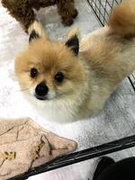 un chien jaune mignon et mignon regarde la caméra photo