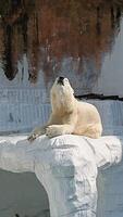 un ours polaire flotte sur des glaçons photo