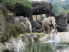 un éléphant joue dans l'eau dans son habitat photo