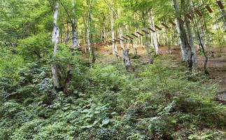 sentier suspendu dans les fourrés d'une forêt de montagne au soleil du matin. photo