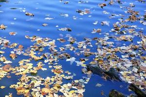 les feuilles jaunes tombées flottent dans l'eau. photo
