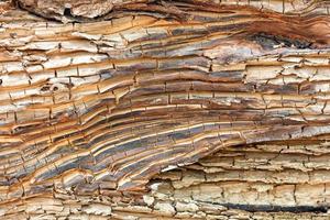texture du vieux gros plan de tronc d'arbre tombé fissuré. photo