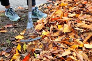 le jardinier ratisse un tas de feuilles jaunes tombées avec un râteau en métal dans un jardin d'automne. photo