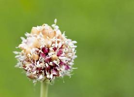 tige d'ail avec des graines de fleurs roses sur fond vert naturel. photo