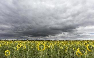 ciel d'orage sur le champ de tournesols
