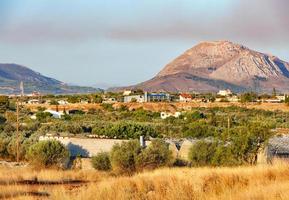 oliveraies éclairées par la lumière du soleil dans la vallée de corinthe, en grèce. photo