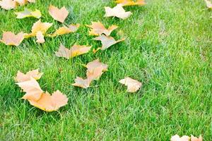 les feuilles d'érable jaunes tombées se trouvent sur une pelouse verte, en gros plan. photo