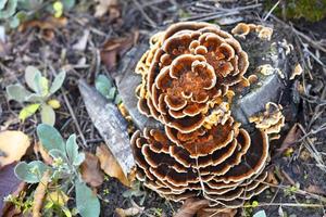 Champignon orange vif poussant sur une vieille souche dans un parc en automne photo