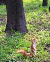 un petit écureuil orange se dresse sur ses pattes arrière sur une clairière ensoleillée d'un parc de la ville. photo