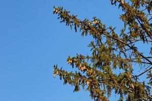 beaucoup de longs cônes d'épinette sur des branches vertes contre un ciel bleu dense, copiez l'espace. photo