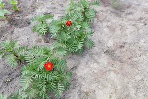 fleurs ardentes rouge-orange chernobrivtsy sur sol sablonneux dans le jardin. photo