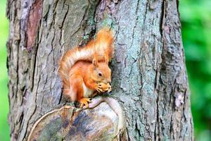 un écureuil orange est assis sur un tronc d'arbre et grignote une noix. photo