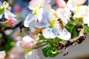 une mouche qui ressemble à une abeille est assise sur une fleur de pommier et mange du pollen.