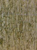 fond de couleur blanc et vert foncé en bois et texture d'un mur en bois fait de planches. des solutions modernes pour une conception avancée