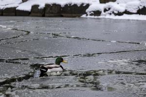 Canard colvert mâle jouant, flottant et criant sur l'étang du parc de la ville gelé par la glace d'hiver.