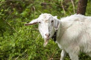 chèvre blanche sur le terrain dans un village de près. photo