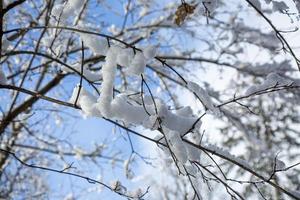 gros plan de branches d'arbres couvertes de givre. il neige. mise au point sélective. photo