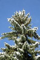 gros plan de branches de pin d'hiver recouvertes de neige. branche d'arbre gelée dans la forêt d'hiver.