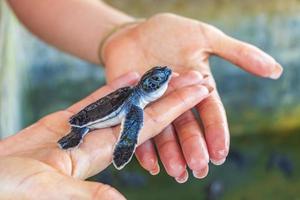 mignon bébé tortue noire sur les mains à bentota au sri lanka. photo