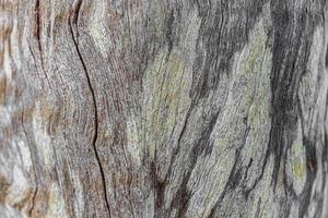 merveilleuse texture d'arbre vert-orange du cap, afrique du sud. photo