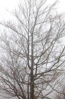 silhouette d'un arbre tentaculaire sur fond de brouillard épais au début du printemps. photo