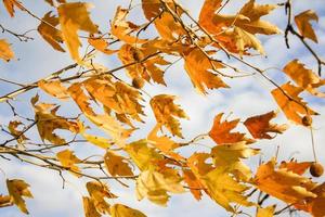 beau fond de feuilles d'automne. fond de feuilles sèches en automne.