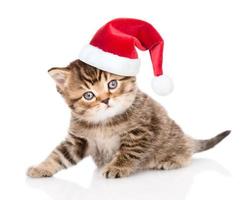 bébé chaton tabby en chapeau de Noël en regardant la caméra. isolé sur fond blanc