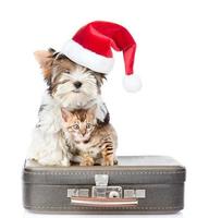 Biewer-yorkshire terrier en chapeau de Noël rouge et chat du Bengale assis sur un sac. isolé sur fond blanc photo