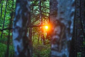 ensoleillé été forêt dans le coucher du soleil lumière. été paysage dans sauvage forêt. photo