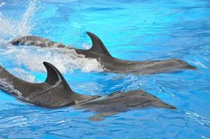 Les dauphins nagent dans la piscine en gros plan