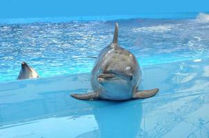 Les dauphins nagent dans la piscine en gros plan