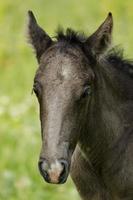 cheval sauvage dans le domaine photo