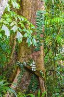 sentier de randonnée dans la jungle tropicale du parc national de lamru en thaïlande. photo