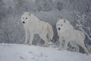 loup arctique en hiver photo