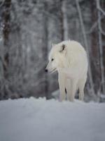 loup arctique en hiver photo