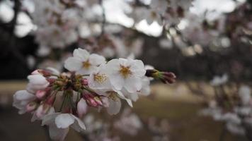 fleurs de cerisier blanches. Arbres sakura en pleine floraison à meguro ward tokyo japon photo