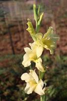 fleur de glaïeuls de couleur jaune à la ferme photo