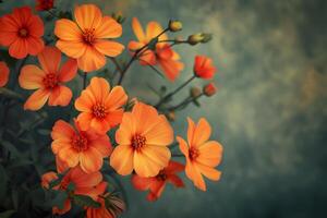 vibrant Orange cosmos fleurs sur tamisé Contexte photo