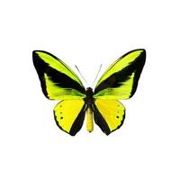 beau vrai papillon multicolore volant sur fond blanc photo