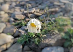 fleurs de pavot blanches sur pierres grises. Extrême Orient. photo