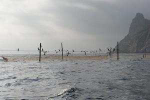 filets de pêche jaunes assis sur eux cormorans et mouettes photo