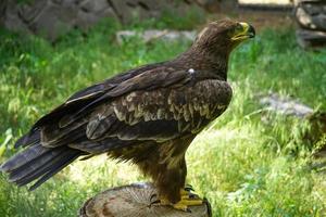 Portrait d'un grand oiseau de proie sur fond naturel photo