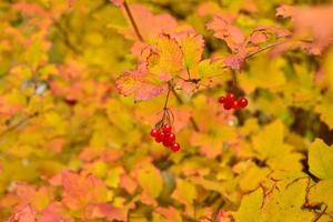 buisson de viorne aux fruits rouges par temps ensoleillé d'automne photo